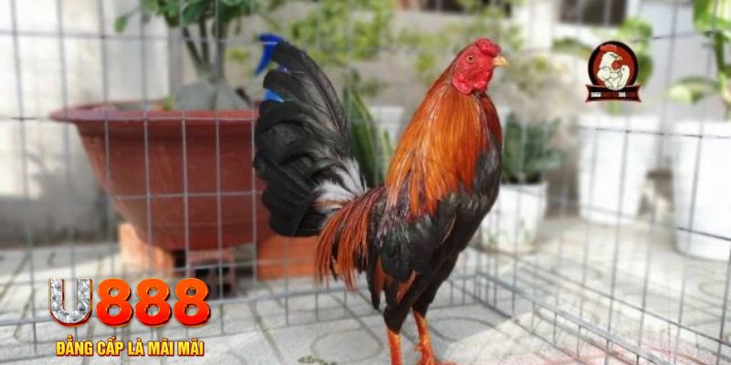 789win club casino máy tính
